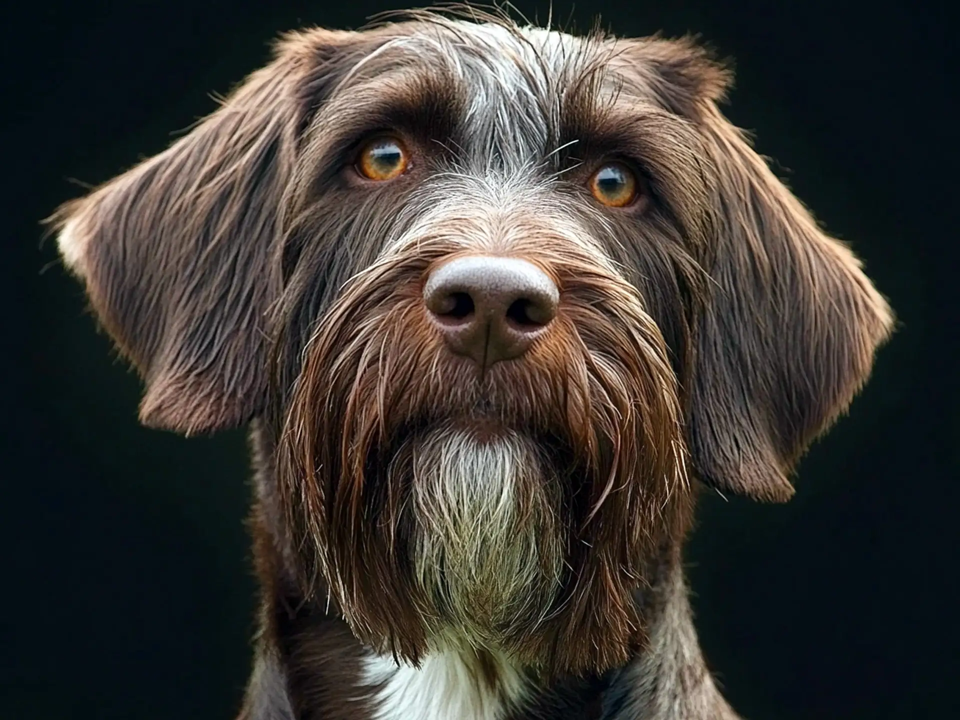 Wirehaired Pointing Griffon (Korthals) with a black background, showcasing its rugged and alert appearance.