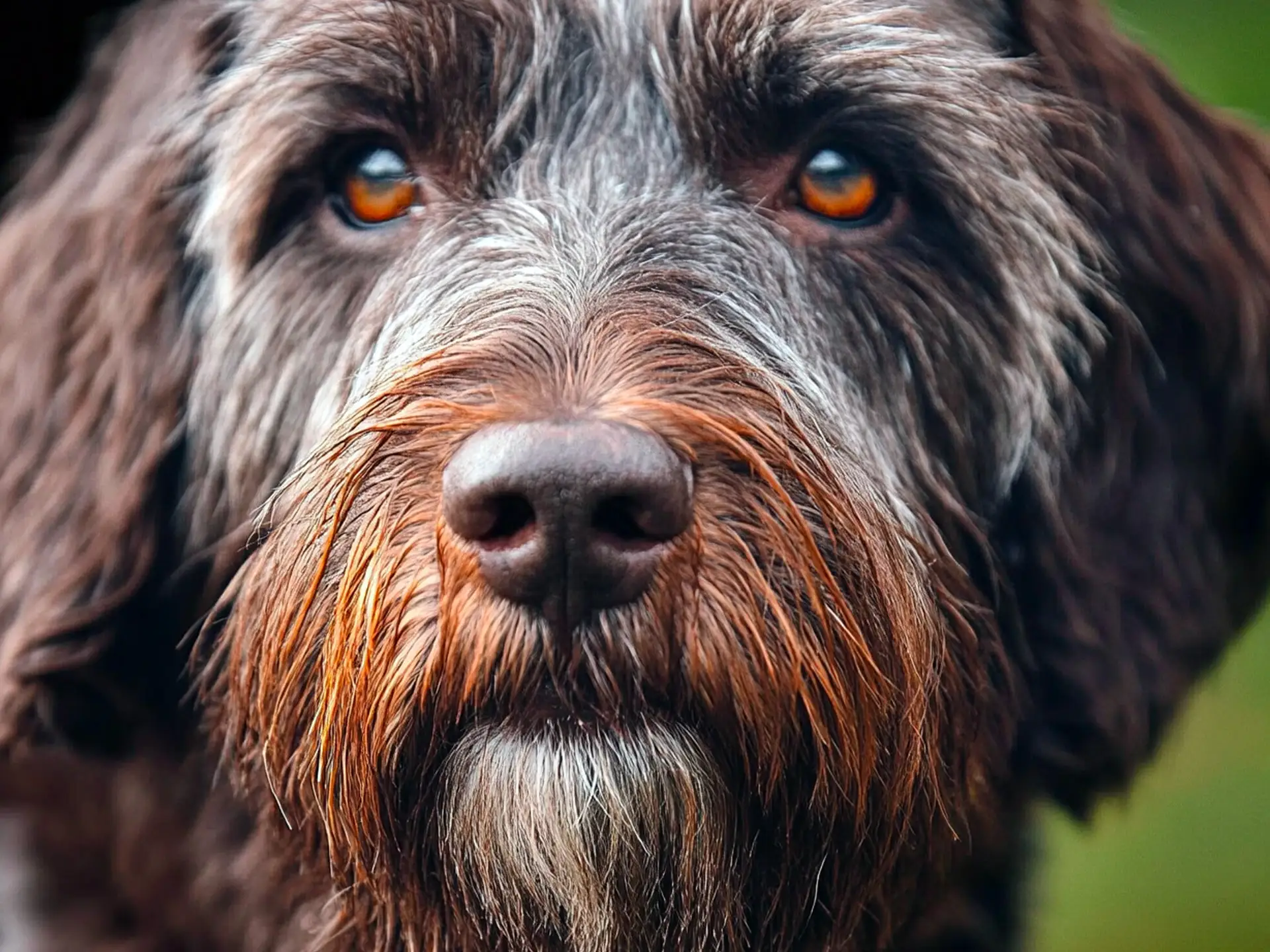 Close-up of a Wirehaired Pointing Griffon (Korthals) with expressive brown eyes and a shaggy beard