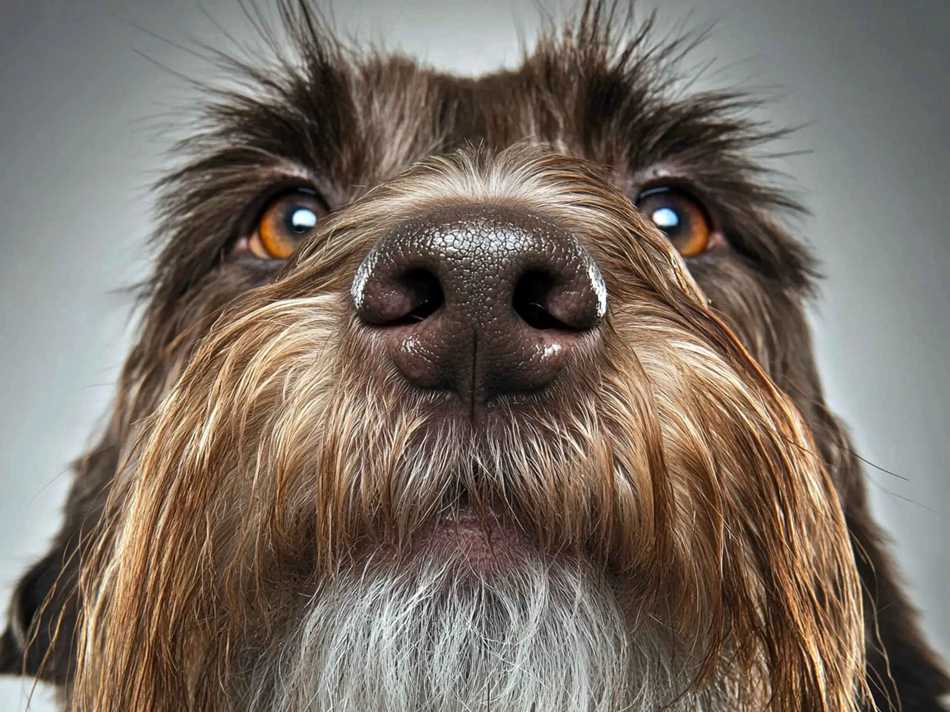 Extreme close-up of a Wirehaired Pointing Griffon's nose, emphasizing its rough facial hair and keen expression