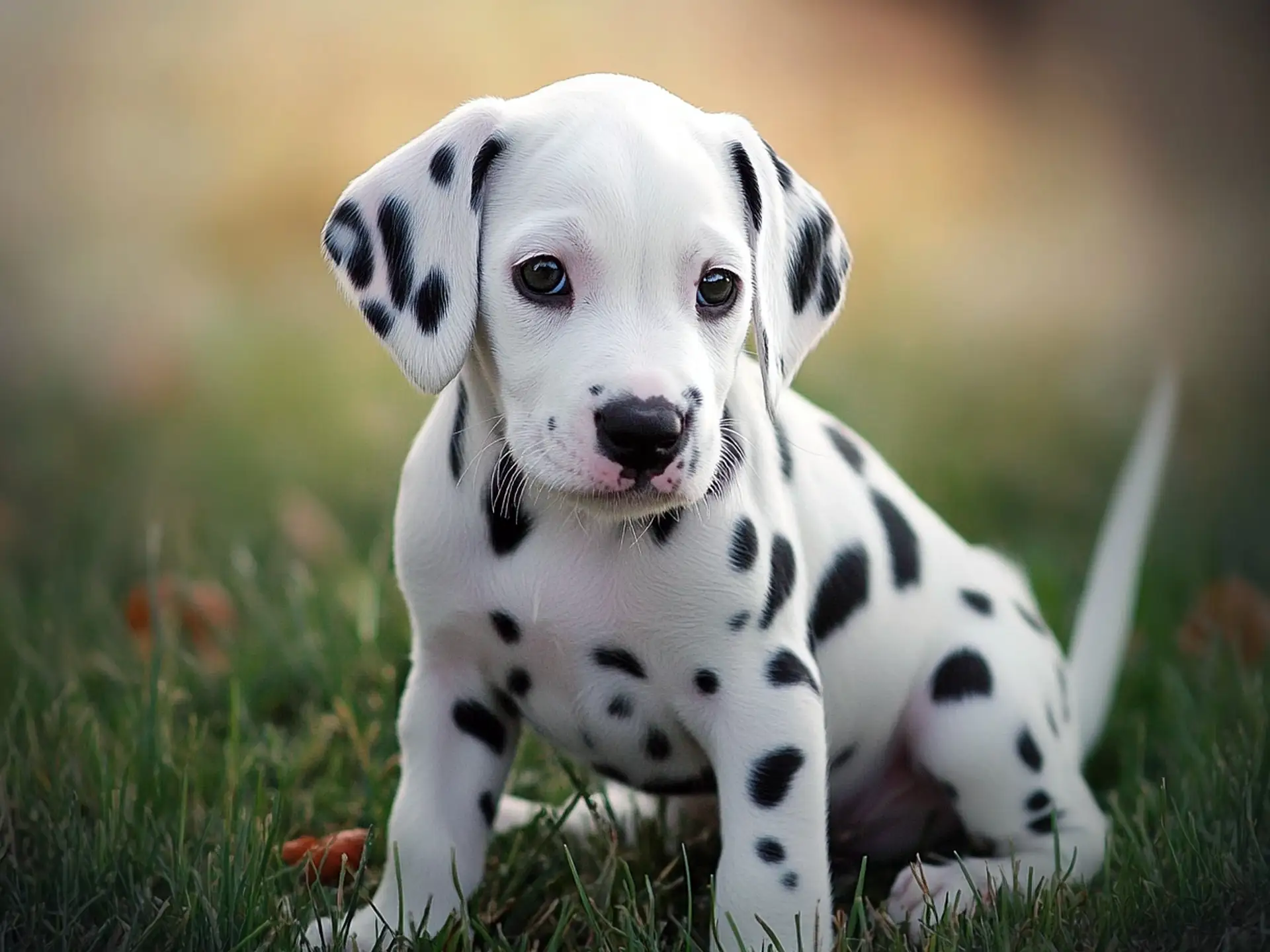 Adorable 3-month-old Dalmatian puppy with black spots sitting on green grass