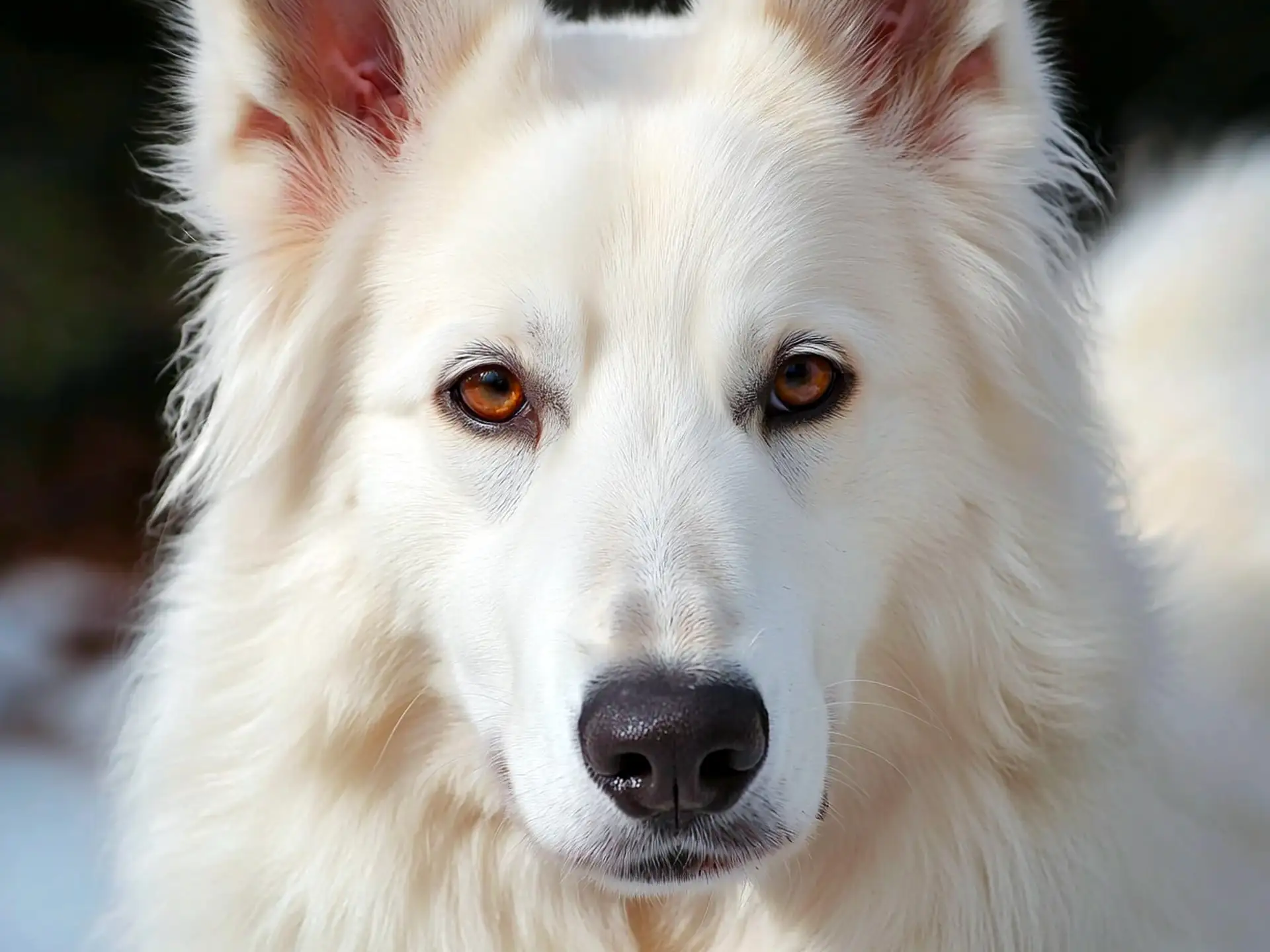 Close-up of an American White Shepherd with a thick white coat and amber eyes