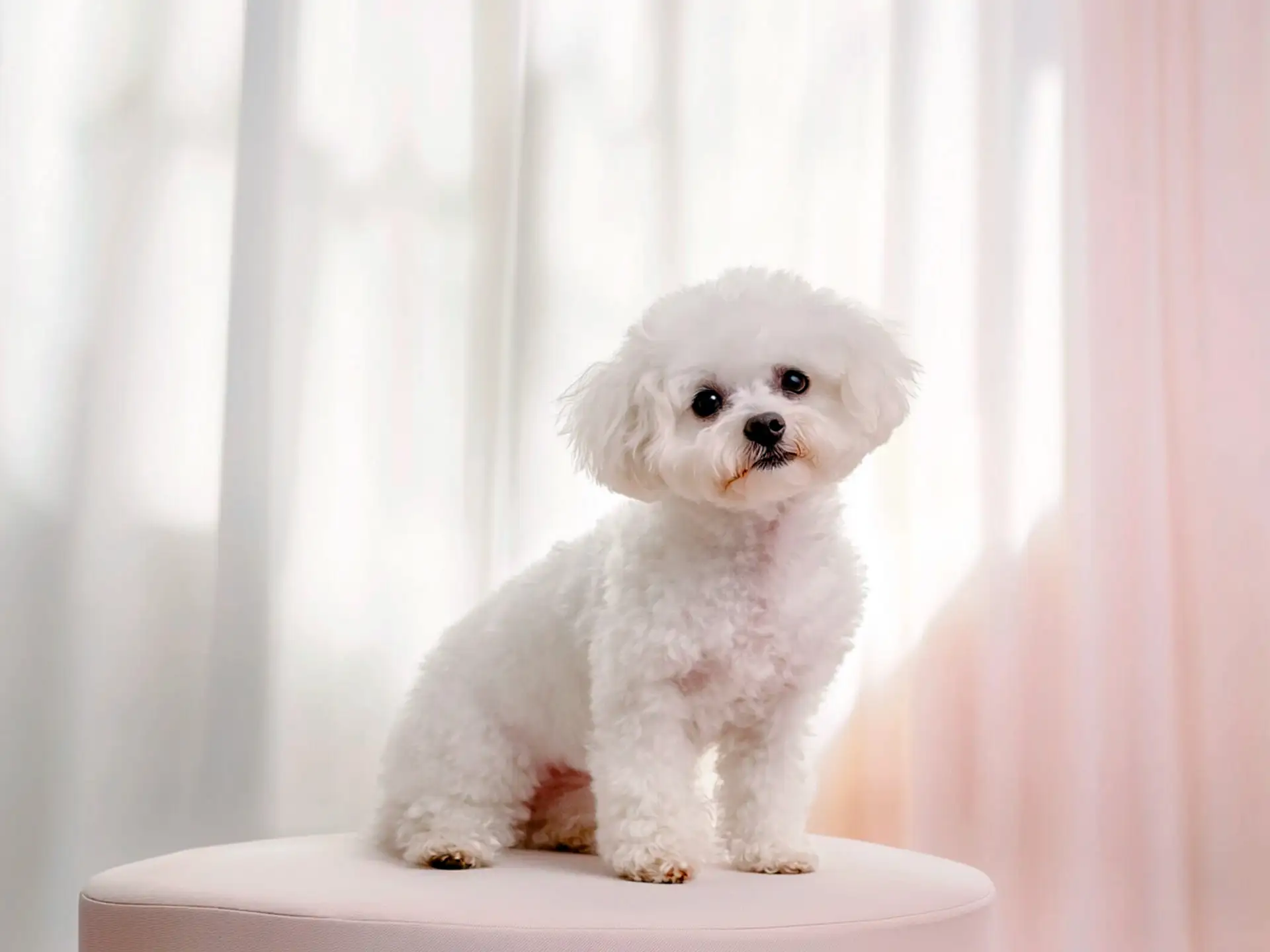 A cheerful Bichon Frise with a cloud-like coat, showing a hypoallergenic breed for beginner dog owners