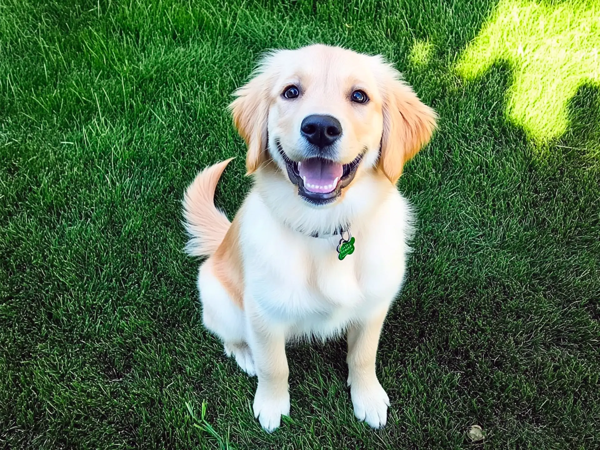 A happy Golden Retriever puppy sitting in the grass, serving as a featured image for best dog breeds for first-time owners