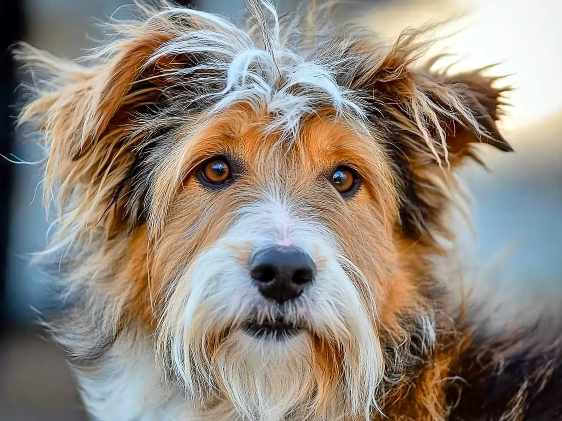 Close-up of an Idaho Shag dog with a shaggy, multi-colored coat and expressive brown eyes