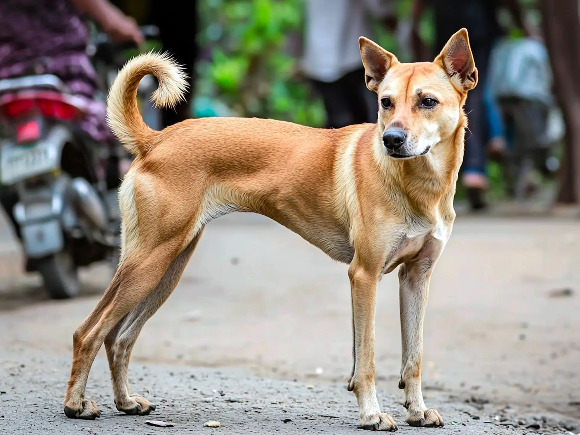 Indian Pariah Dog on a busy urban street in India, highlighting its adaptability and street-smart nature.