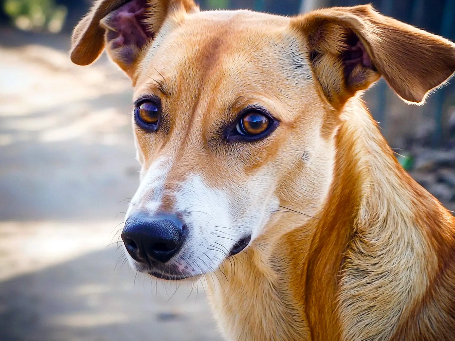 Close-up of an Indian Pariah Dog with expressive amber eyes and a sleek tan coat.