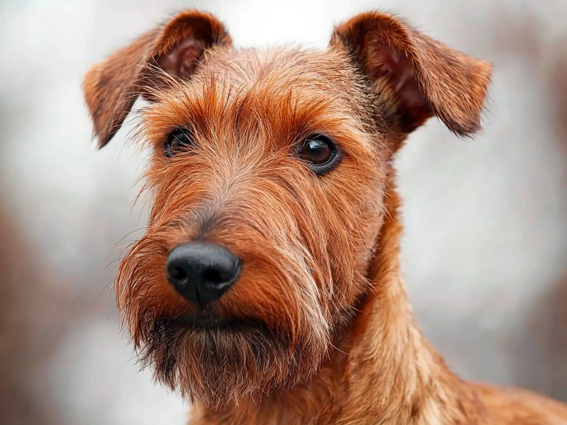 Close-up of an Irish Terrier with a scruffy red coat and expressive dark eyes, highlighting its distinctive beard and alert gaze.