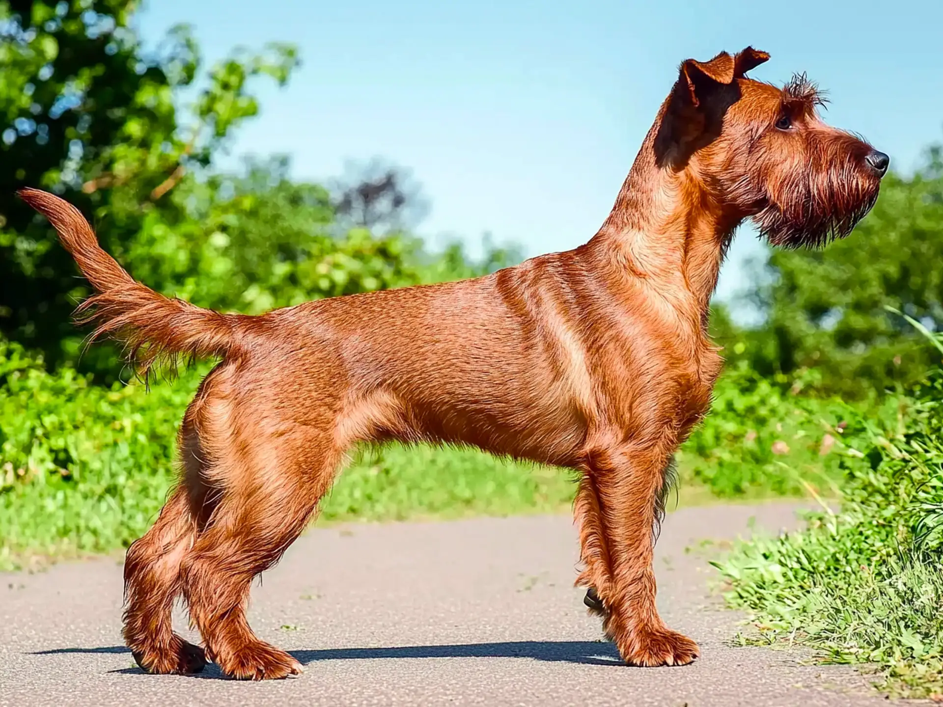  Irish Terrier standing on a path with a lush green background, showcasing its wiry red coat, strong stance, and alert expression.