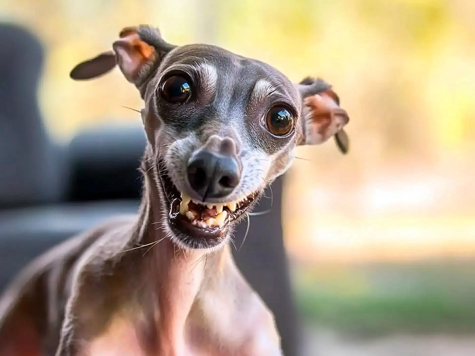 Close-up of an Italian Greyhound with a goofy zoomie face, disheveled fur, and a comical expression. The vibrant image highlights the dog's playful personality with a blurred background.