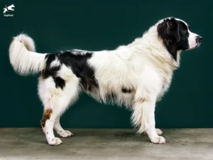 Karakachan Dog breed full body view standing against green background