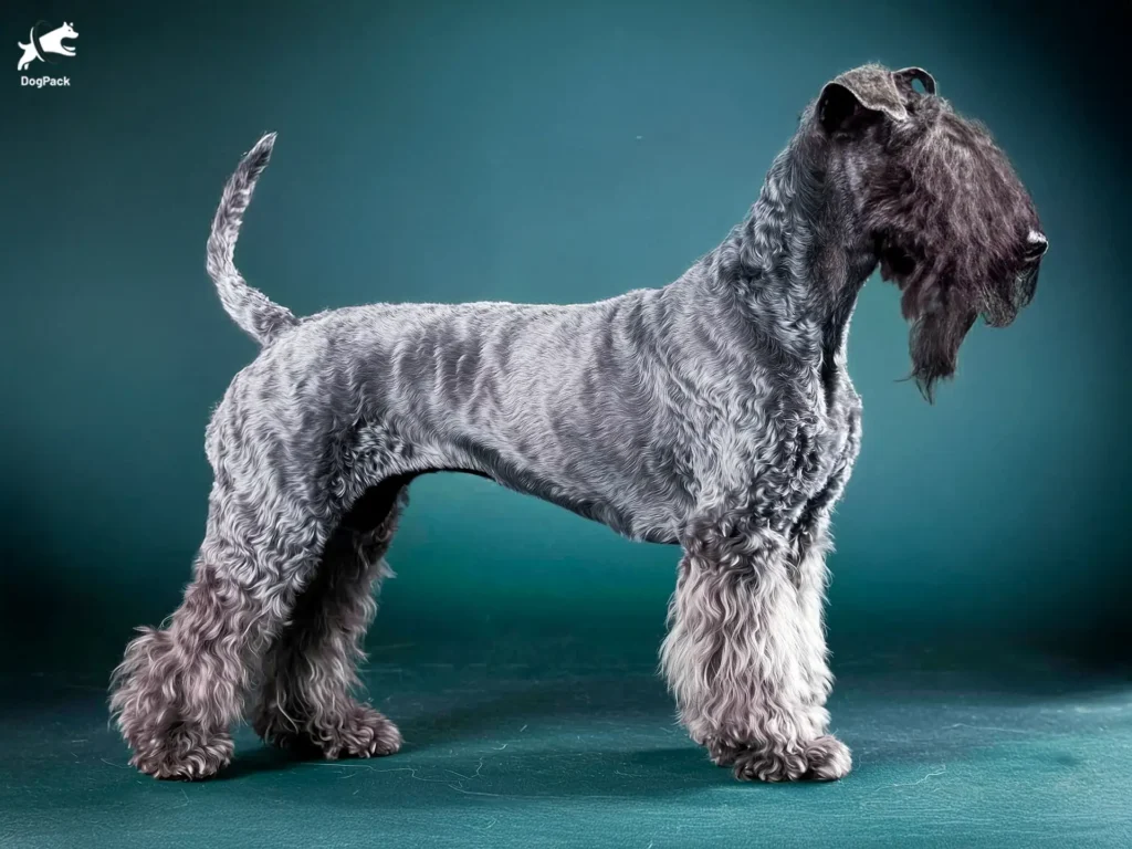 Kerry Blue Terrier Dog breed full body view standing against green background