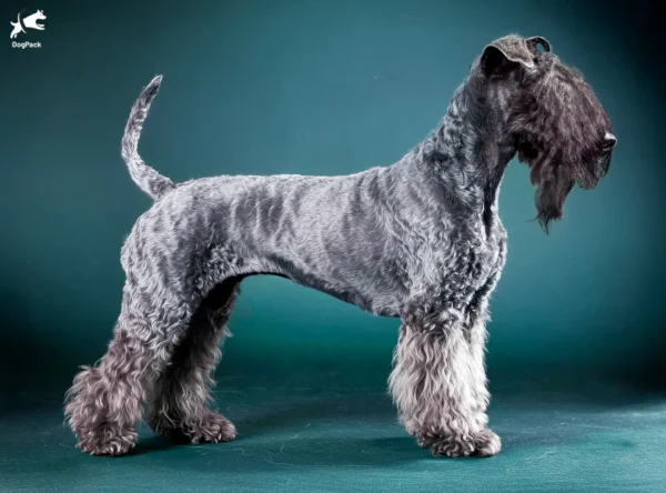 Kerry Blue Terrier