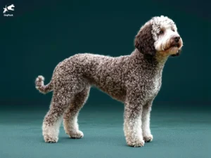 Lagotto Romagnolo Dog breed full body view standing against green background