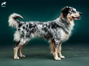 Leonese Sheepdog Dog breed full body view standing against green background