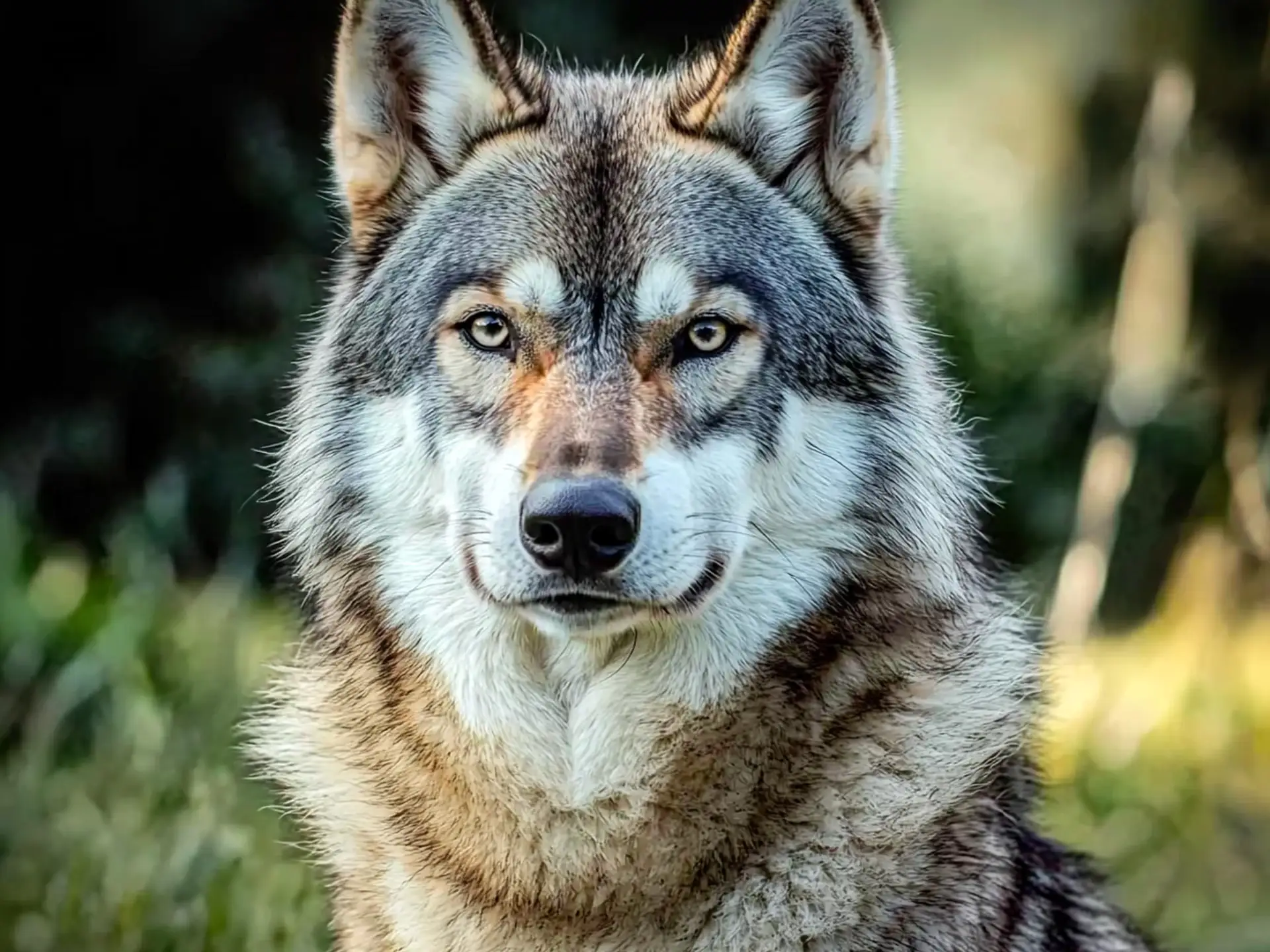 Close-up of Lykos Wolfalike dog with piercing eyes and thick wolf-like fur, gazing into the distance.