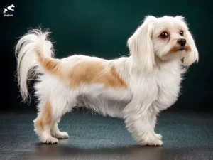 Mi-Ki Dog Breed full body view standing against green background