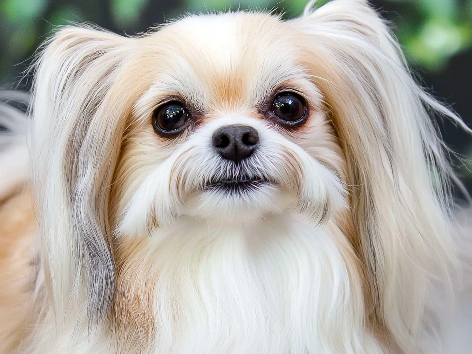 Close-up of a fluffy Mi-Ki dog with big round eyes, showcasing its soft and luxurious coat