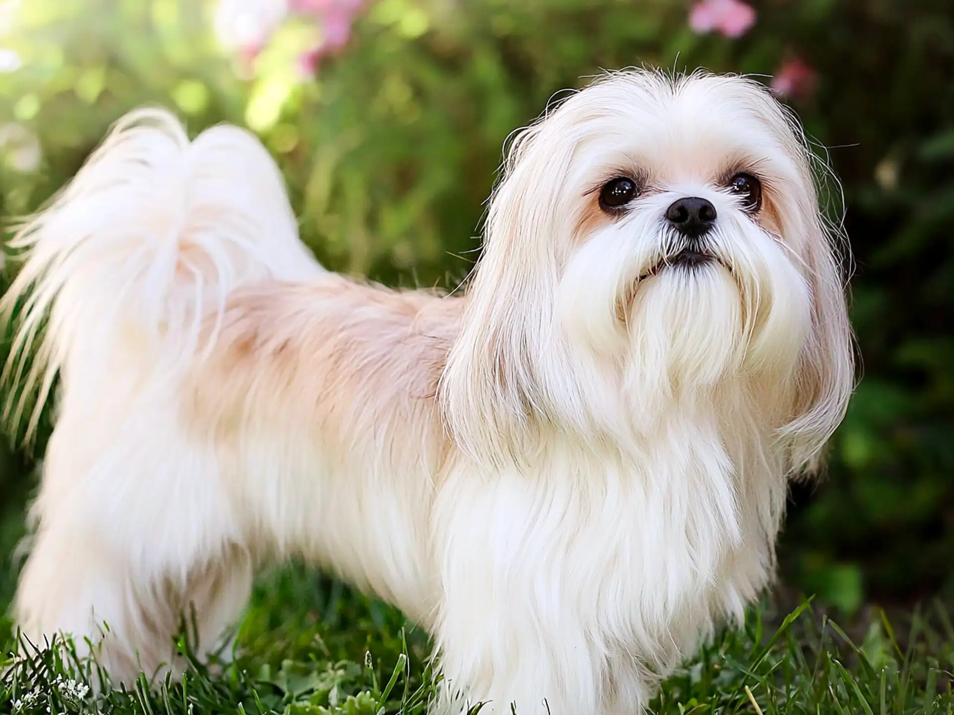 Long-haired Mi-Ki dog standing in a grassy garden, showing off its silky coat and elegant posture