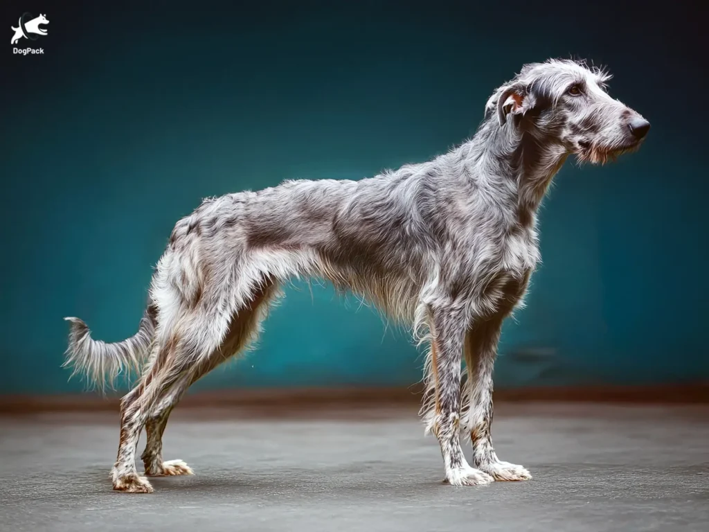 Scottish Deerhound Dog Breed full body view standing against green background