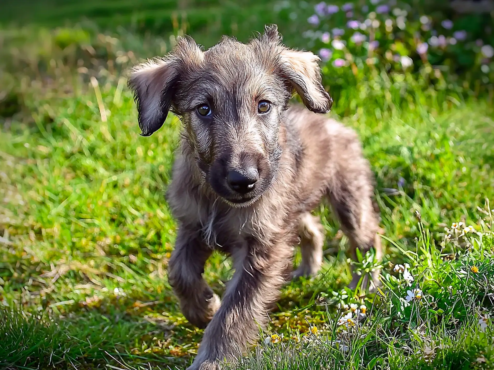 Scottish Deerhound puppy with shaggy gray fur running on green grass.