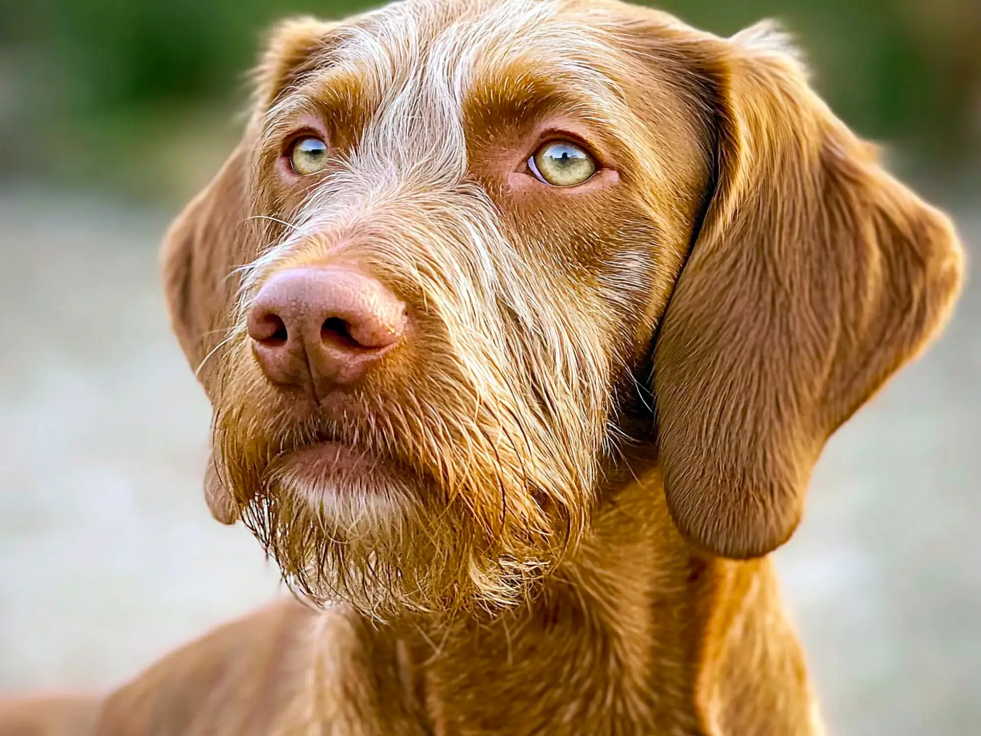 Close-up of a Wirehaired Vizsla with a golden-rust coat and expressive amber eyes