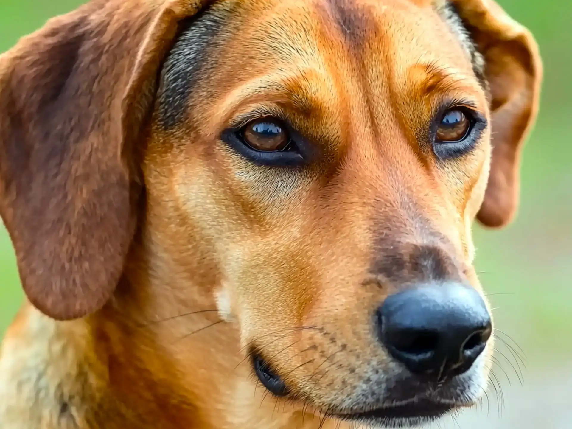 Close-up of a Serbian Hound (Srpski Gonič) with deep brown eyes and floppy ears, showing its intelligent expression.